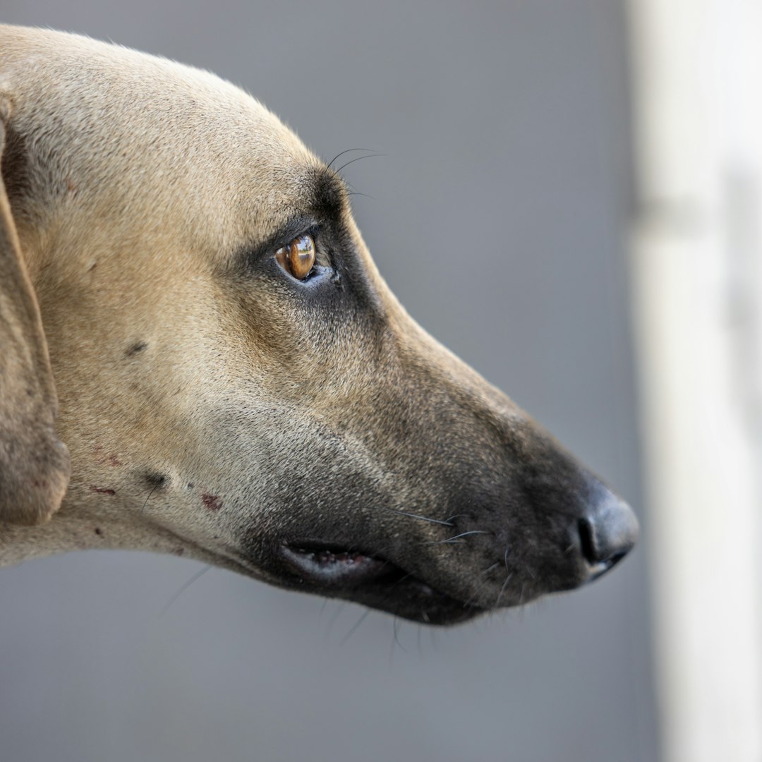 Greyhounds